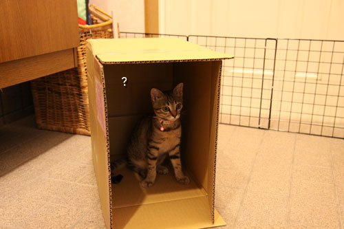 ひとり遊びは楽しい?_d0355333_11071821.jpg