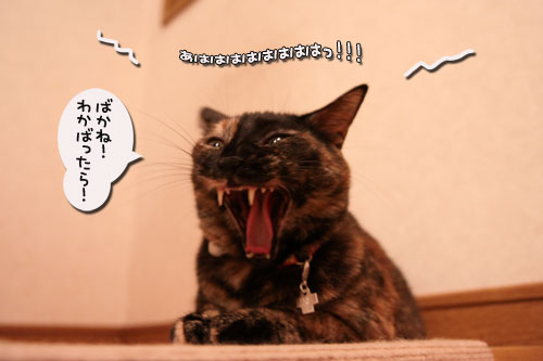 ひとり遊びは楽しい?_d0355333_11071851.jpg
