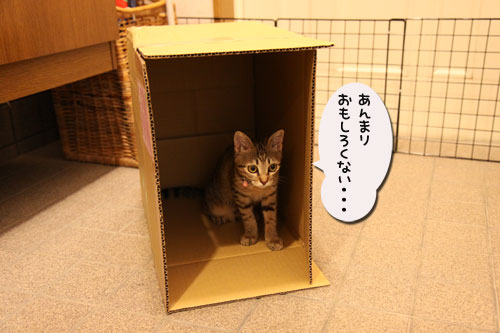 ひとり遊びは楽しい?_d0355333_11071857.jpg