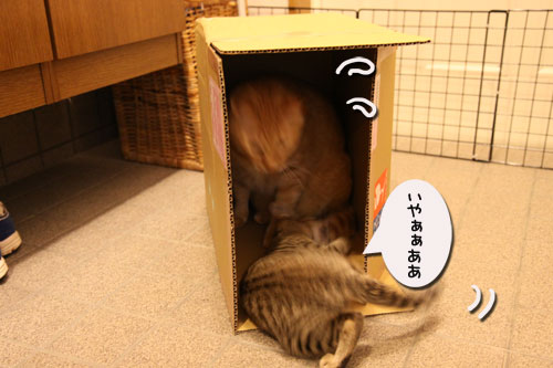 ひとり遊びは楽しい?_d0355333_11071882.jpg