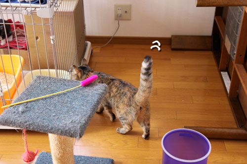 しっぽ星人あらわる!_d0355333_11072033.jpg