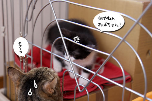 しっぽ星人あらわる!_d0355333_11072127.jpg