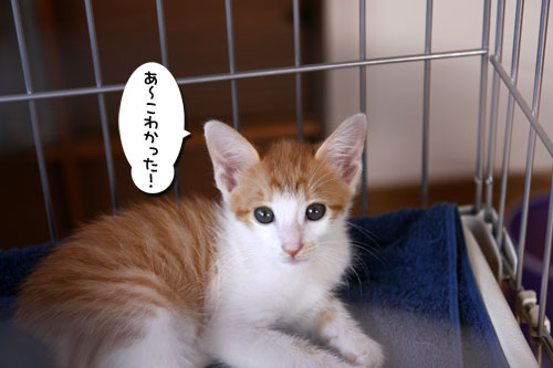 しっぽ星人あらわる!_d0355333_11072149.jpg