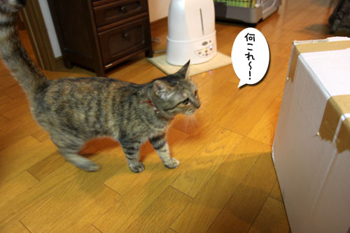 どっさりプレゼント_d0355333_11072212.jpg