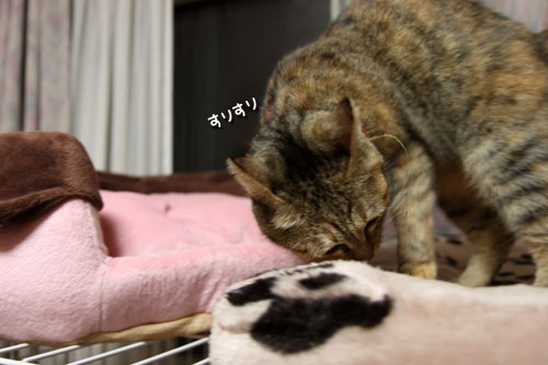 どっさりプレゼント_d0355333_11072385.jpg