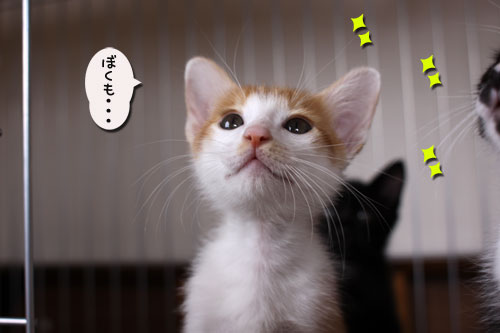 きらきら光線で里親さんget!_d0355333_11072425.jpg