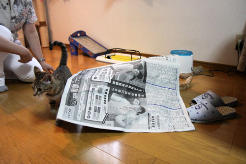 もうひとつの良い知らせ_d0355333_11074160.jpg
