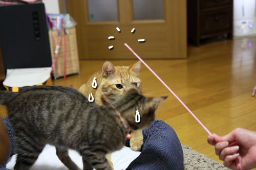 もうひとつの良い知らせ_d0355333_11074161.jpg