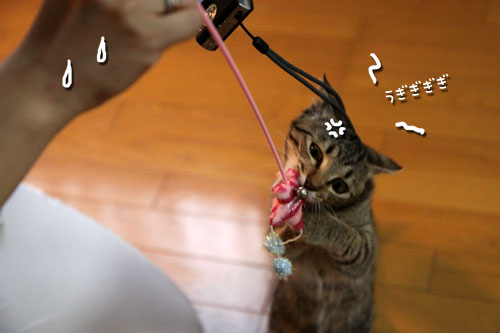 もうひとつの良い知らせ_d0355333_11074164.jpg