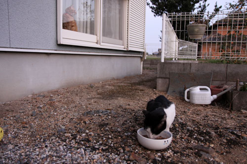 もう少しだけ待っててね。_d0355333_11074383.jpg