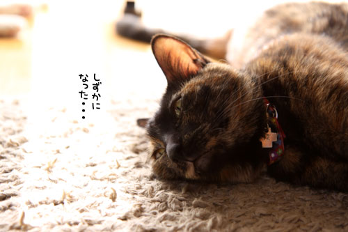 わかばちゃんの卒業_d0355333_11074683.jpg