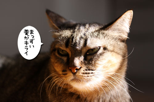 お邪魔虫はだあれ?_d0355333_11075001.jpg