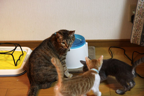 我、関せず。_d0355333_11075602.jpg