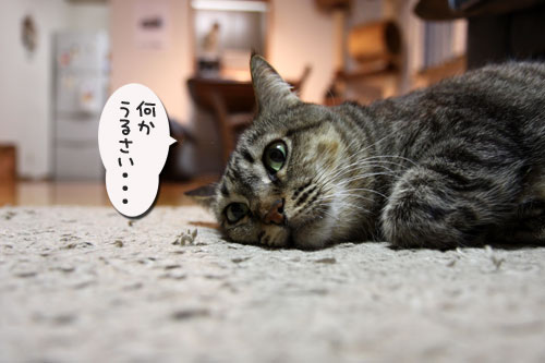 我、関せず。_d0355333_11075689.jpg