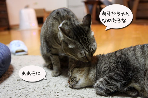 我、関せず。_d0355333_11075767.jpg