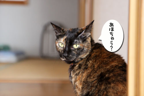 カメラが凶器になるとき_d0355333_11080796.jpg