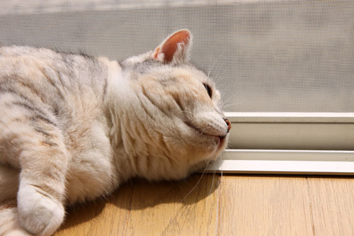 もふ毛に誘われて_d0355333_11080874.jpg
