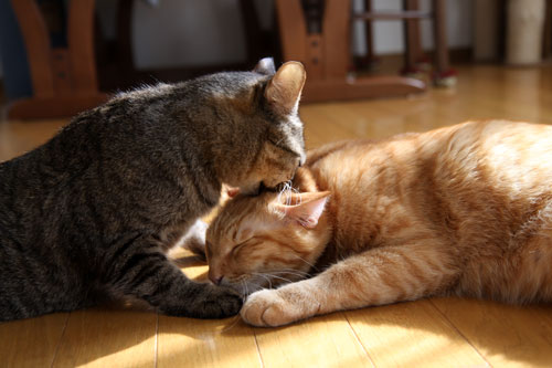猫にしか出来ないこと。_d0355333_11080910.jpg