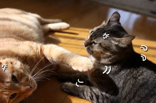 猫にしか出来ないこと。_d0355333_11080950.jpg