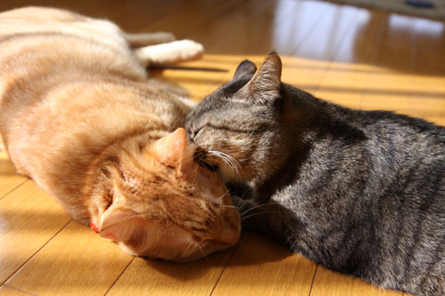 猫にしか出来ないこと。_d0355333_11080951.jpg