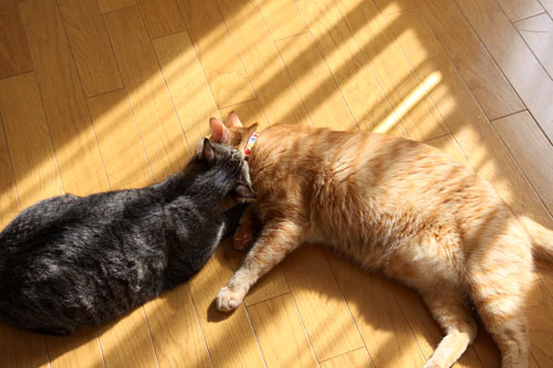 猫にしか出来ないこと。_d0355333_11081070.jpg