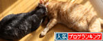 猫にしか出来ないこと。_d0355333_11081099.jpg