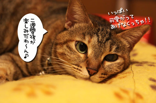 先住さんたちは敏感_d0355333_11081152.jpg