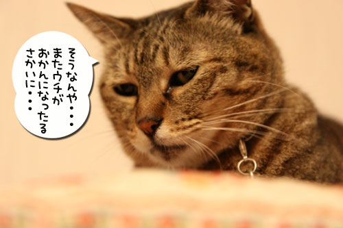 先住さんたちは敏感_d0355333_11081179.jpg