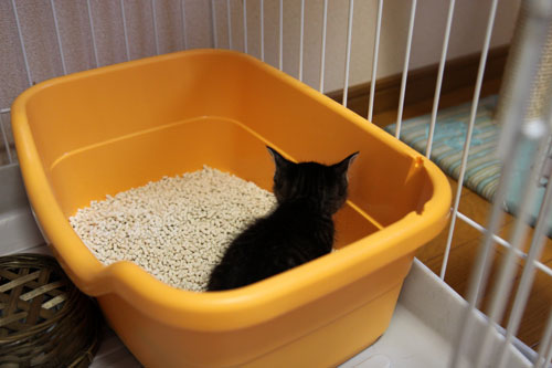 先住さんたちは敏感_d0355333_11081228.jpg