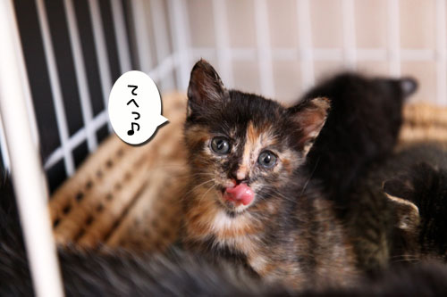 先住さんたちは敏感_d0355333_11081334.jpg