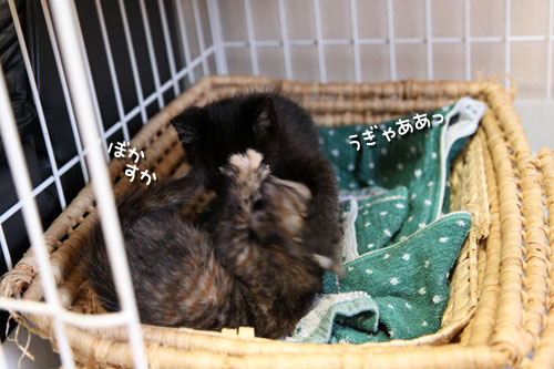先住さんたちは敏感_d0355333_11081389.jpg