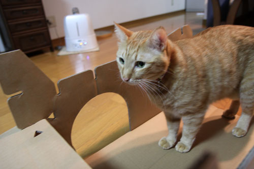 キャットベースを使ってみた!_d0355333_11081401.jpg
