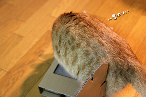 キャットベースを使ってみた!_d0355333_11081409.jpg
