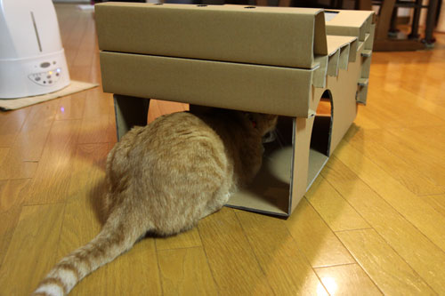 キャットベースを使ってみた!_d0355333_11081413.jpg