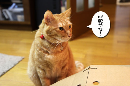 キャットベースを使ってみた!_d0355333_11081428.jpg
