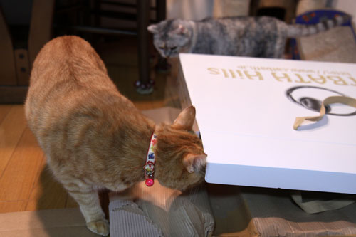 キャットベースを使ってみた!_d0355333_11081453.jpg