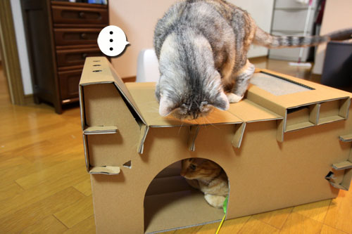 キャットベースを使ってみた!_d0355333_11081527.jpg