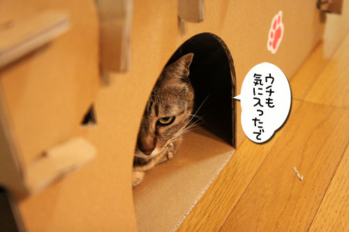 キャットベースを使ってみた！_d0355333_11081646.jpg