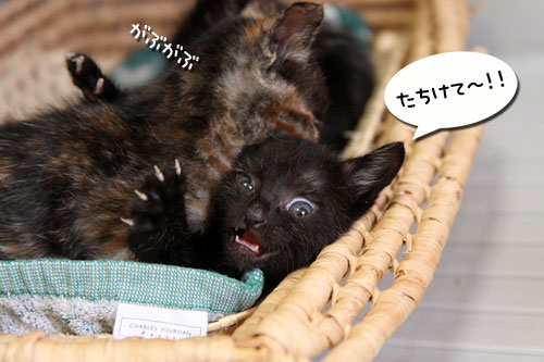 猫をかぶる、仔猫。_d0355333_11081752.jpg