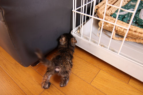 とにかくかわいいのだ★追記あり_d0355333_11081855.jpg