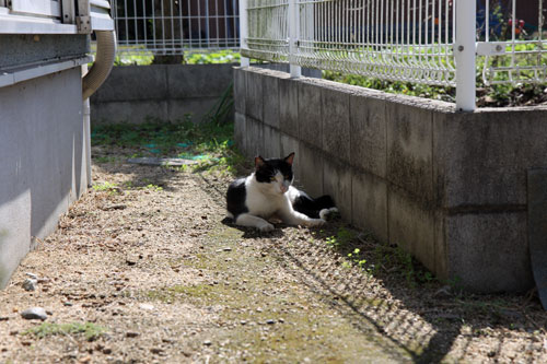思うようにはいかない_d0355333_11081904.jpg