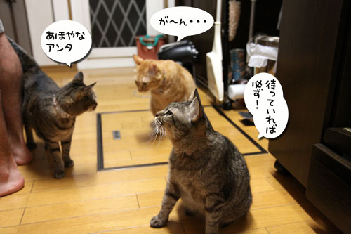 今夜は●●●●パーティ_d0355333_11082147.jpg