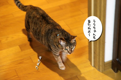 今夜は●●●●パーティ_d0355333_11082250.jpg