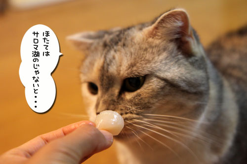 今夜は●●●●パーティ_d0355333_11082399.jpg