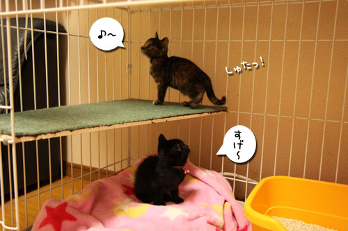 毛色考・さび猫の場合_d0355333_11083261.jpg
