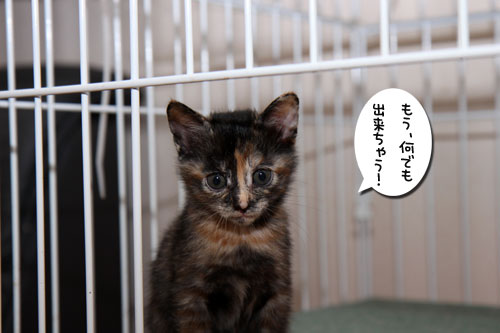 毛色考・さび猫の場合_d0355333_11083322.jpg