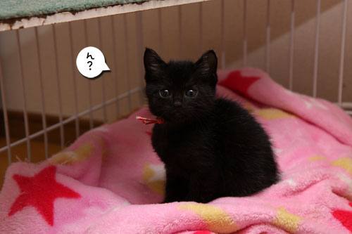 毛色考・さび猫の場合_d0355333_11083326.jpg