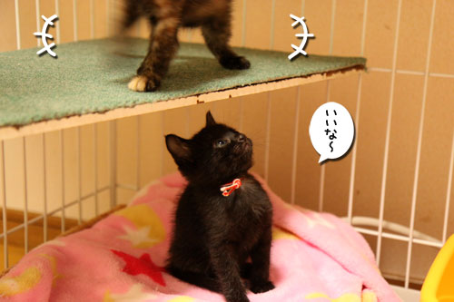 毛色考・さび猫の場合_d0355333_11083352.jpg