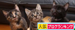 毛色考・さび猫の場合_d0355333_11083363.jpg