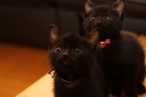 毛色考・黒猫の場合_d0355333_11083448.jpg
